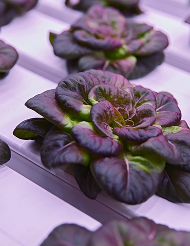 kirmizi-gul-marul-urun