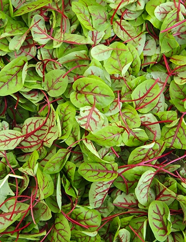 kirmizi-kuzu-kulagi-urun