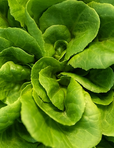 yesil-gul-marul-urun